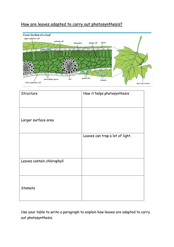 ks3 photosynthesis worksheet pdf