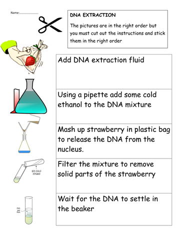 DNA structure with extraction experiment | Teaching Resources