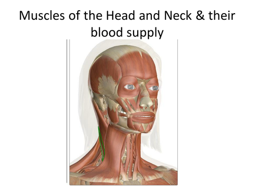 University Anatomy: Muscles of the Head and Neck Origins, insertions, blood and nerve supply.