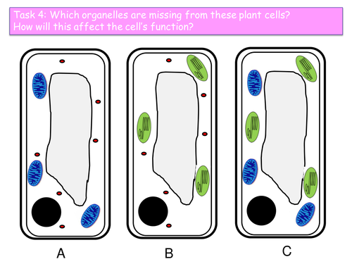 AQA B2.2 Bacteria and yeast lesson 