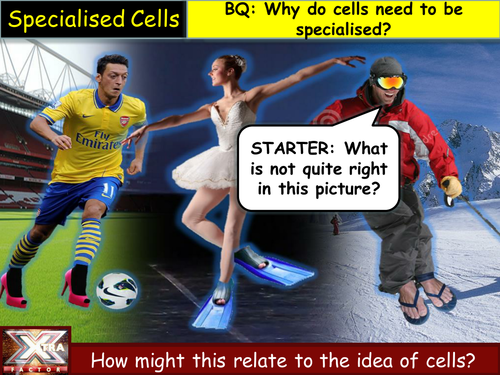 AQA B2.3 - Specialised cells speed dating lesson