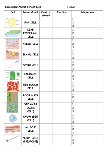 Specialised Cells Research Worksheet by northernsouly - Teaching