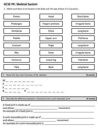 Worksheets Pe Worksheets gcse pe skeletal system worksheet by ali pali21 teaching worksheet