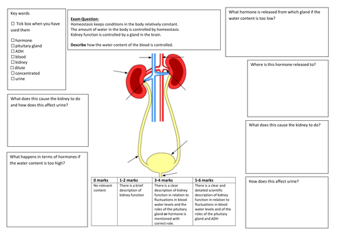 QWC Writing Frame with picture prompt - Homeostasis Blood Water