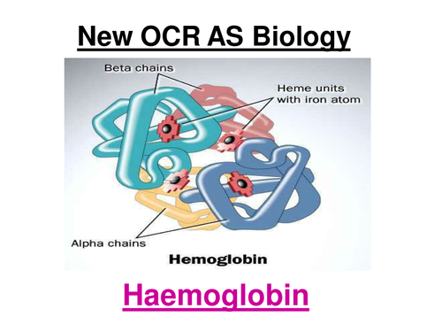 New OCR AS Biology - Haemoglobin & Oxygen Dissociation Curves