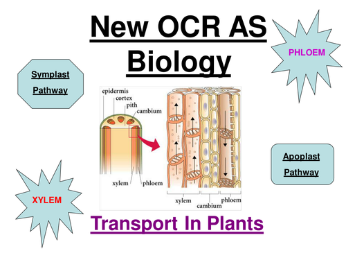 New OCR AS Biology - Transport In Plants