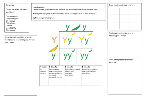 QWC Writing Frame with picture prompt  - Genetic Diagram (Punnet Square)
