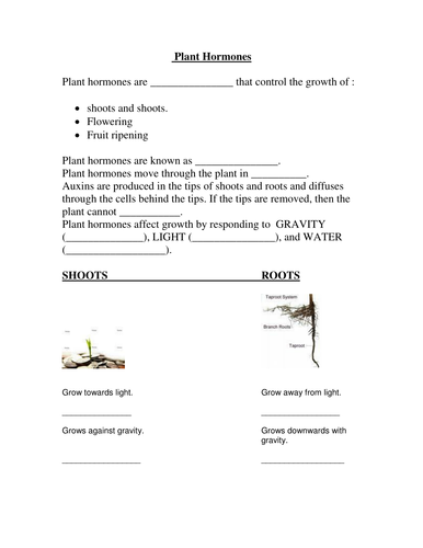 GCSE Biology (Foundation/SEN) : Plant Hormone w/sheet