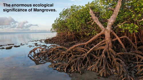 Mangrove wetlands