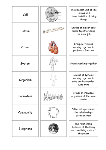 Printables Organ Systems Worksheet cells tissues organs cardsort by motllorrac teaching resources tes