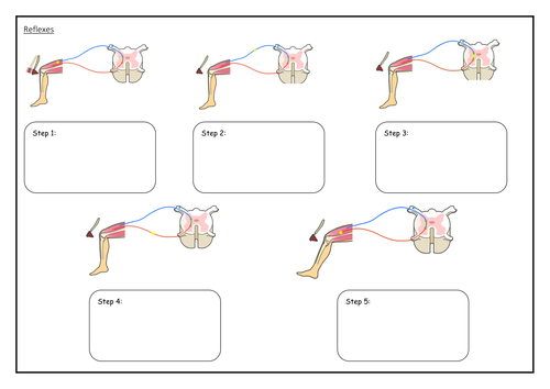 Reflex arc worksheet | Teaching Resources