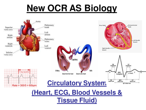 New OCR AS Biology - Circulatory System (27 slide ppt)