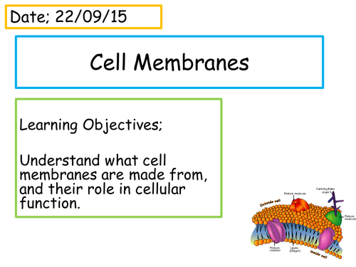Cell Membranes | Teaching Resources