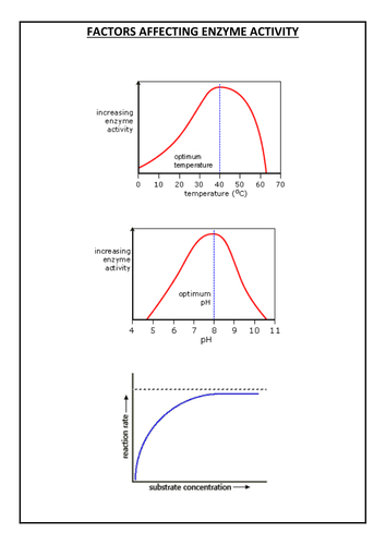 Factors affecting enzyme activity