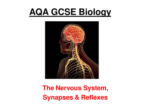 GCSE Biology - Nervous System, Synapses and Reflexes ppt & 2 w/sheets