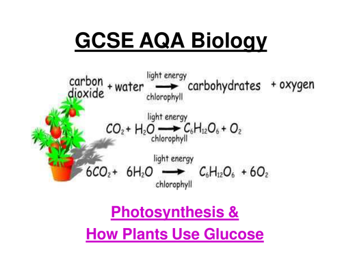 GCSE AQA Biology - Photosynthesis, rates of photosynthesis, graphs,uses of glucose ppt + 4 w/sheets 