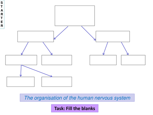 AQA AS Biopsychology - Neurons and synapses