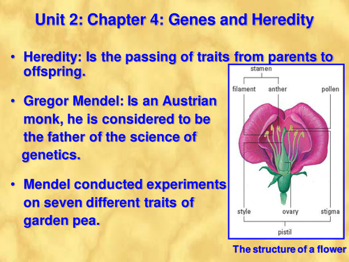 Genetics: Genes and Heredity