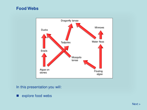 Food Webs (Complete lesson resources)