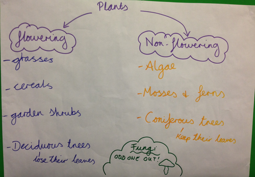 Year 6- Living things and their habitats- COMPLETE unit of work