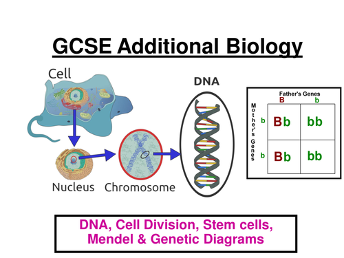 GCSE AQA Additional Biology: DNA, Cell Division, Mendel, Genetic diagrams, Screening ppt (24 slides)
