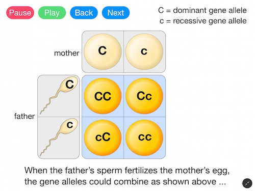 Gene Alleles and Heredity (Video)
