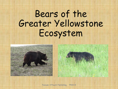 Bears of the Greater Yellowstone Ecosystem