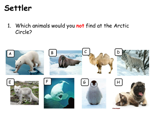 Where did all the Polar Bears go?