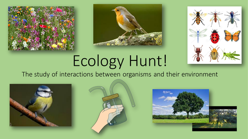 Ecology Wildlife Hunt