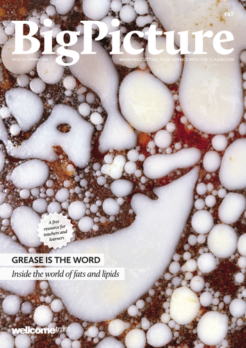 Big Picture: Fat issue - KS5 biology magazine