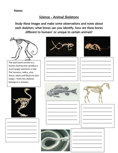 Identify Animal skeletons