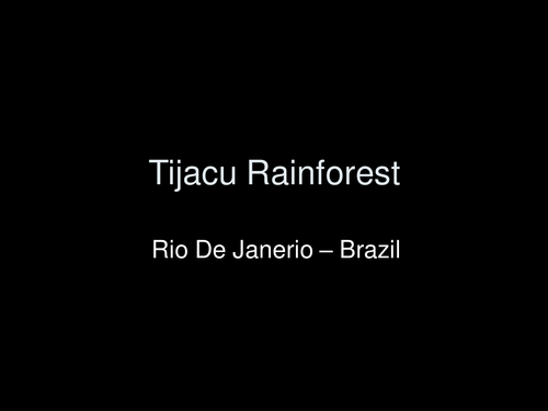 Rainforest - Tijacu Rainforest - Rio De Janeiro Images