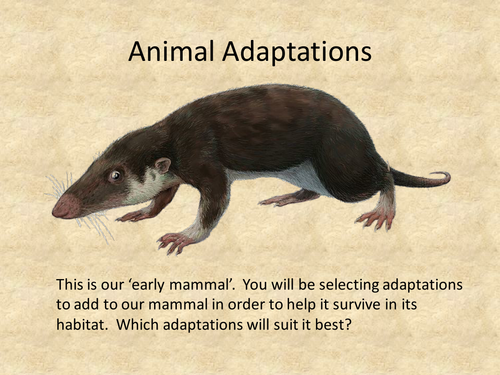 Adaptations, Evolution and Natural Selection Resources