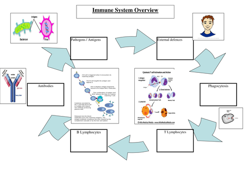AS Biology - Immune System Revision Sheet