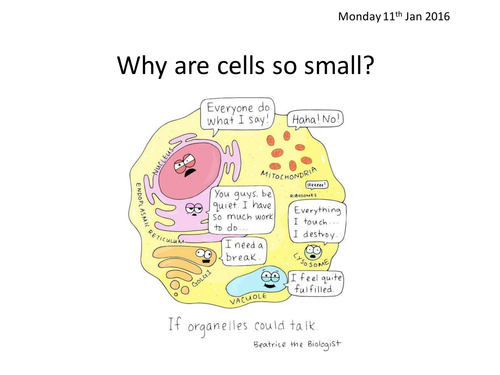 Does surface area affect the rate of diffusion in a potato cube?