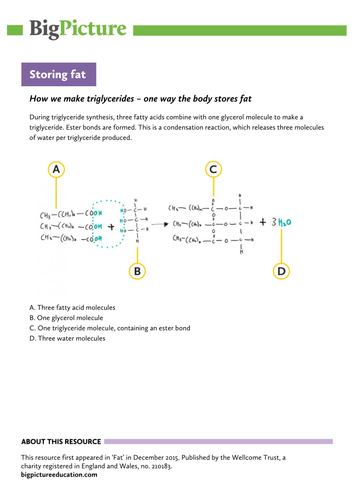 Annotated molecular diagram - the condensation reaction of triglyceride (fat) synthesis. KS5 biology