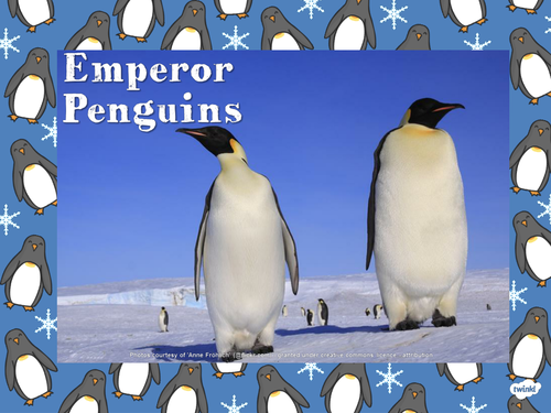 Emperor Penguin Info Powerpoint