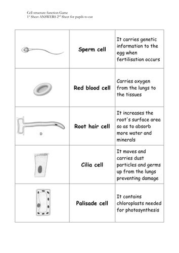 science matching worksheet animal terminology piggi KS3 matching (game) by specialised cells worksheet