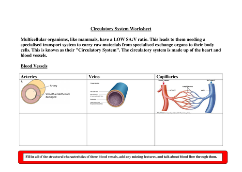 AS Biology Worksheet - The circulatory system (4 sheets)