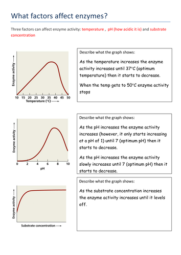 Enzyme graphing worksheet quizlet image