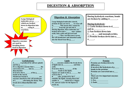 New AQA AS Biology - 7 Digestion & Absorption w sheets and 2 ELISA worksheets 