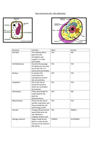 Plant and Animal cells revision notes | Teaching Resources