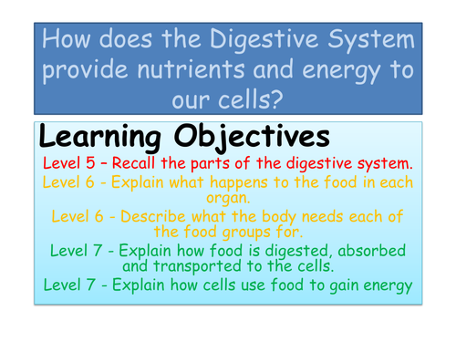 Digestive System