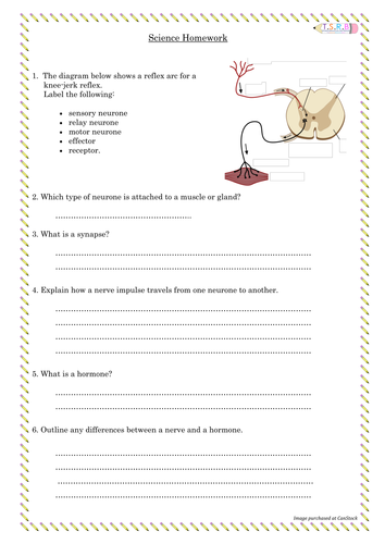 Nerves and Hormones Homework