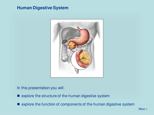 Human Digestive System