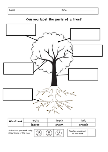 Label the parts of a tree | Teaching Resources water cycle diagram quiz printable 