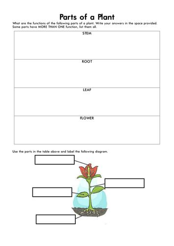 k plant parts pre of a of Parts a by Teaching Resources Plant marcocalleja k plant parts pre of a of Parts a by Teaching Resources Plant marcocalleja