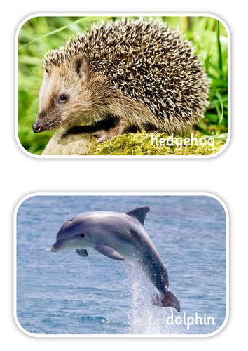 Classification of animals New Curriculum