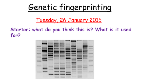 Sex Determination And Genetic Fingerprinting By Zuba102 Teaching