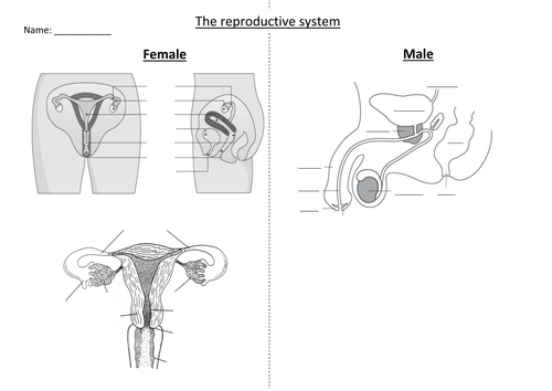 Reproductive Organs And Sex Cells Year 7 By Hannahradford Teaching 